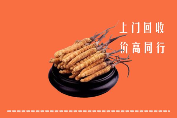 高价求购：武侯区回收散虫草